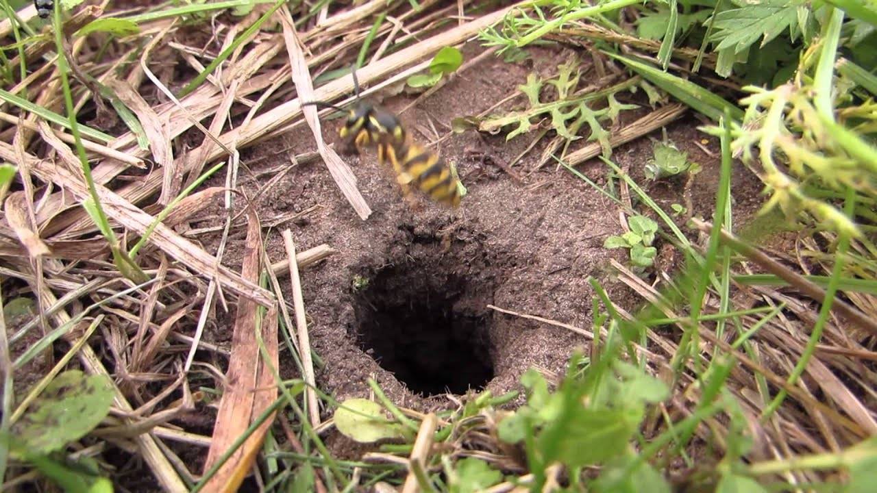 Как избавиться от земляных пчел?