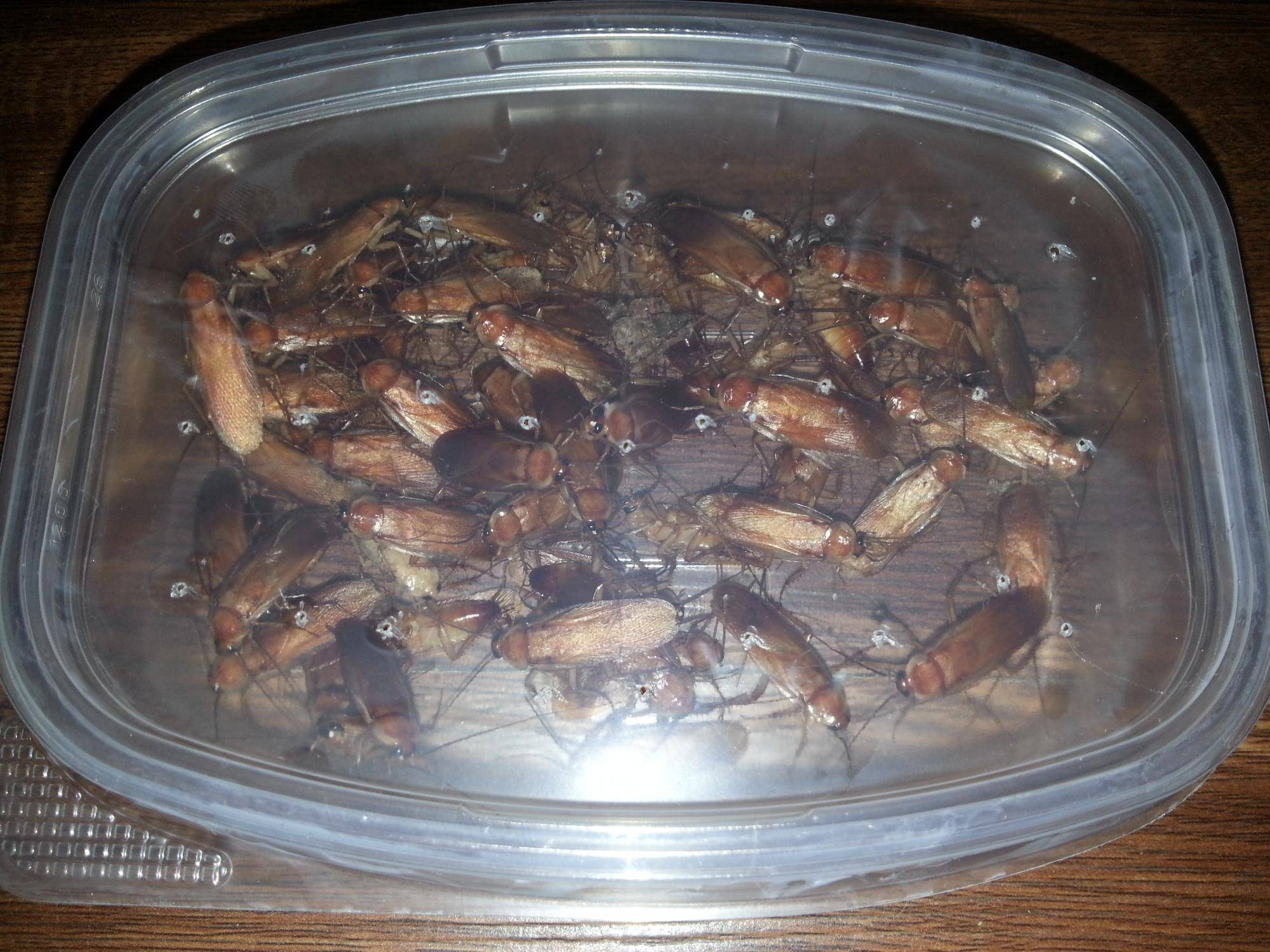 Туркменские тараканы