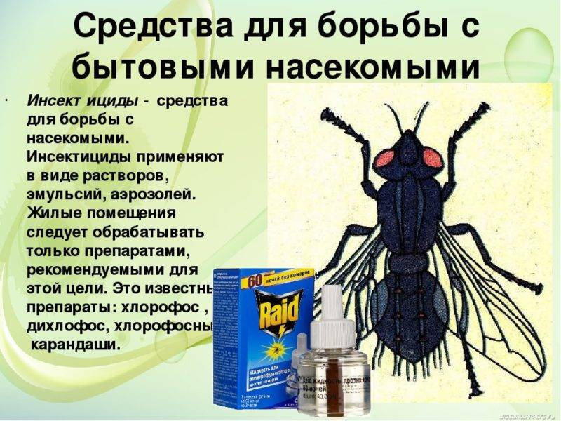 Вишневая муха – главный вредитель вишни и черешни