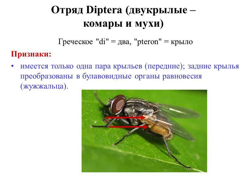 Мухи-журчалки, кто это такие, виды и описание, фото и особенности