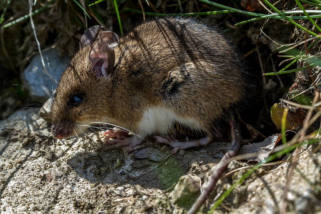 Биологические особенности строения мышей