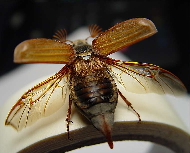 Бывают ли летающие тараканы? есть ли у них крылья вообще? какие виды умеют летать