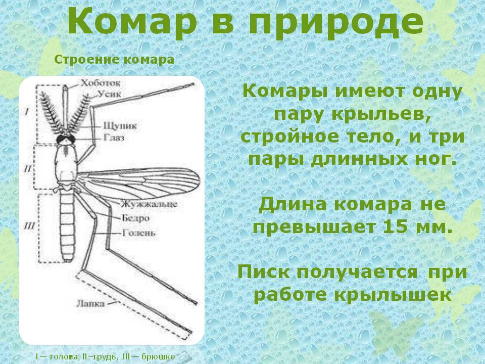 Строение комара: особенности развития - жизненный цикл