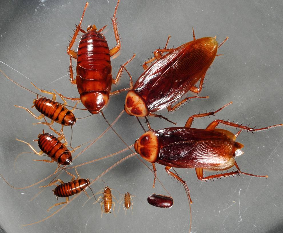 Виды тараканов: фото и описание насекомых