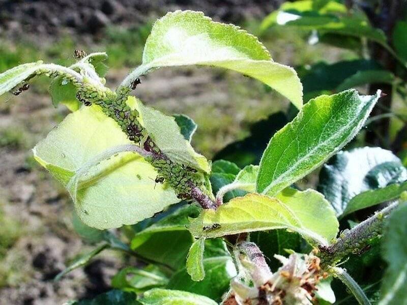 Зеленая яблонная тля и другие виды: вред яблоневым деревьям и можно ли избавиться, как бороться народными средствами, чем обработать из химических препаратов?дача эксперт