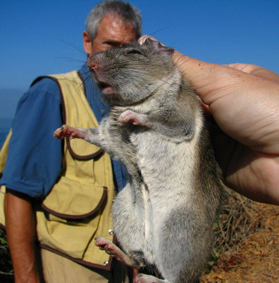 Самая большая крыса в мире – претенденты на почетное звание