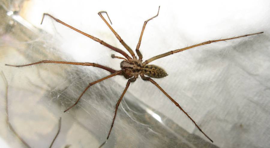 Большой домашний паук. Серый паук с длинными лапами. Коричнево серый паук. Домашние пауки. Квартирные пауки.