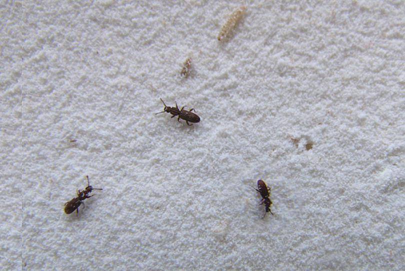Маленькие черные насекомые в квартире и как от них избавиться