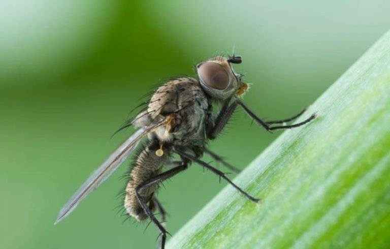 Малиновая муха – фото, вред, последствия, как бороться