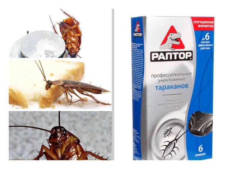 Методы борьбы с тараканами в частном доме
