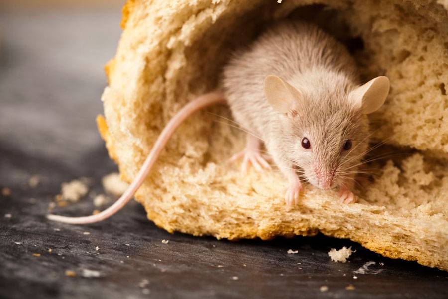 Выбираем лучший яд от крыс и мышей: топ-8 самых эффективных отрав