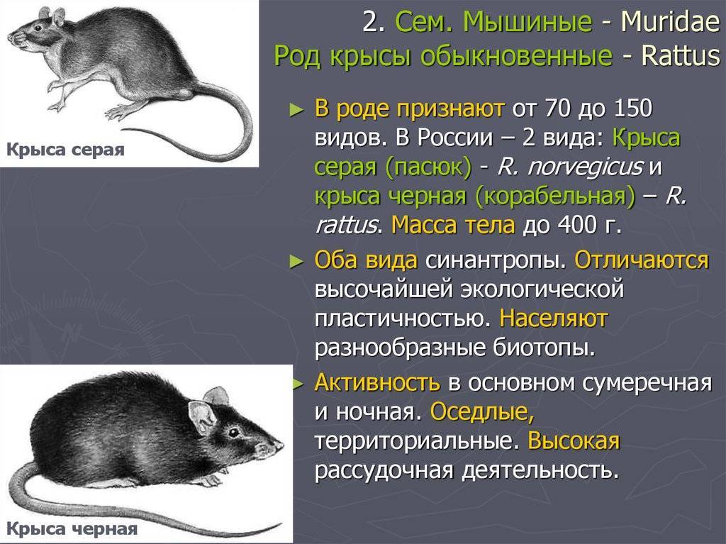 Сколько лет живут крысы и от чего это зависит?