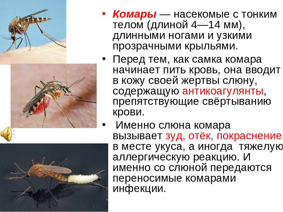 Большое насекомое похожее на осу с длинным телом: фото и название