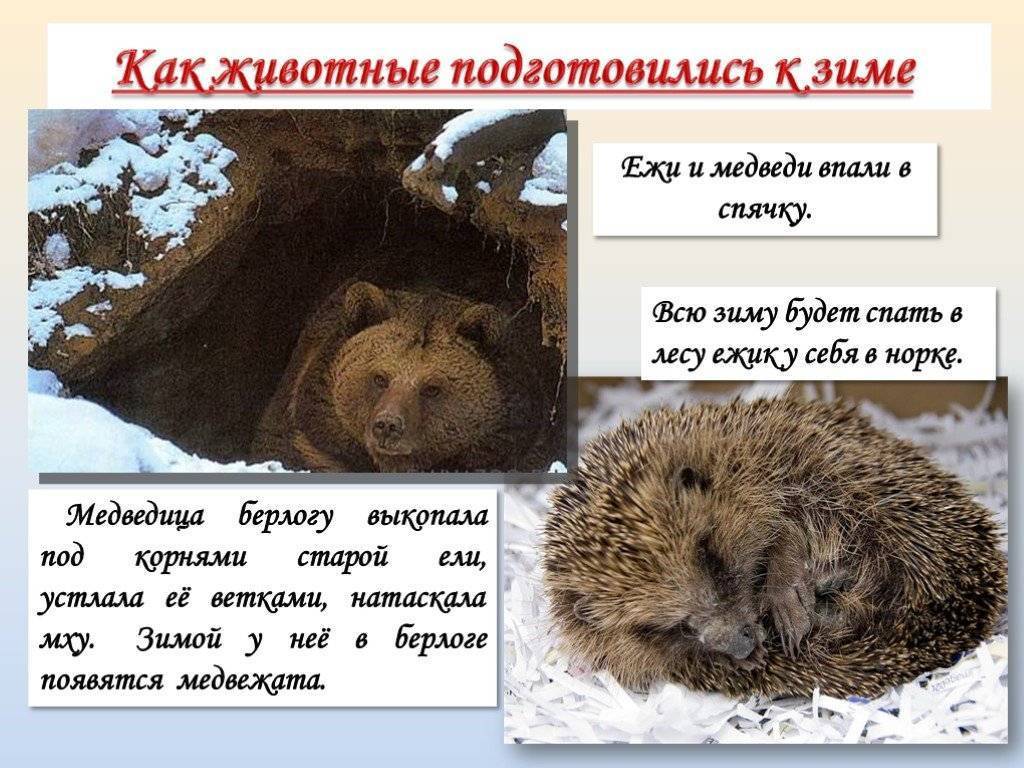 Какие животные впадают в спячку зимой? список, характеристика и фото