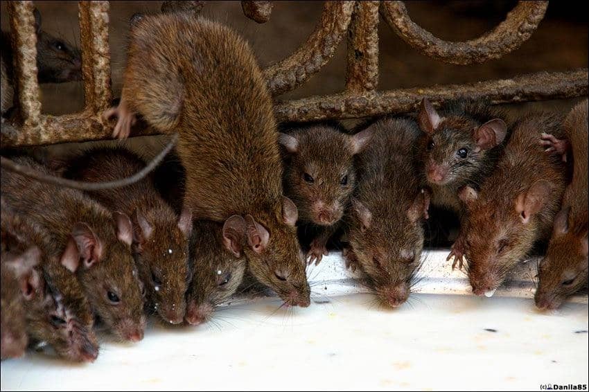 Срок жизни декоративных крыс