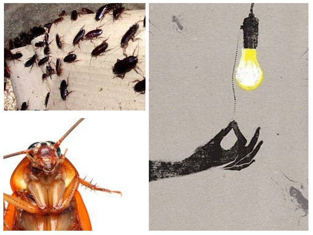 Почему ни высокие технологии xxi века, ни опыт поколений не помогли истребить тараканов | вокруг света