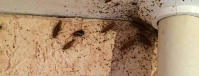 Где живут и где прячутся тараканы в квартире?