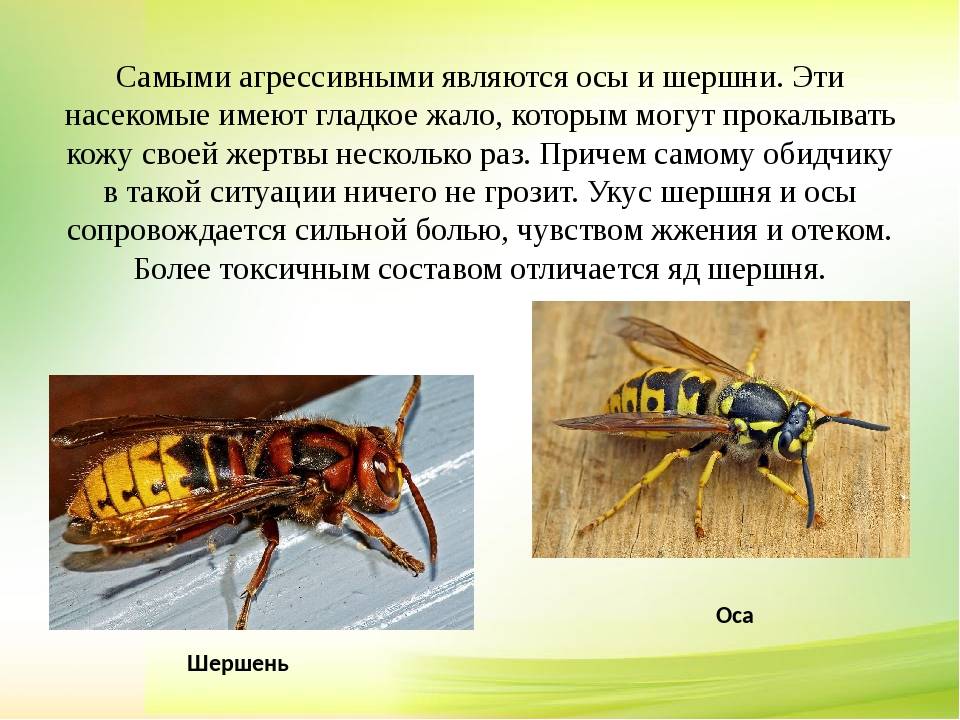 Подробно о жале осы и его применении