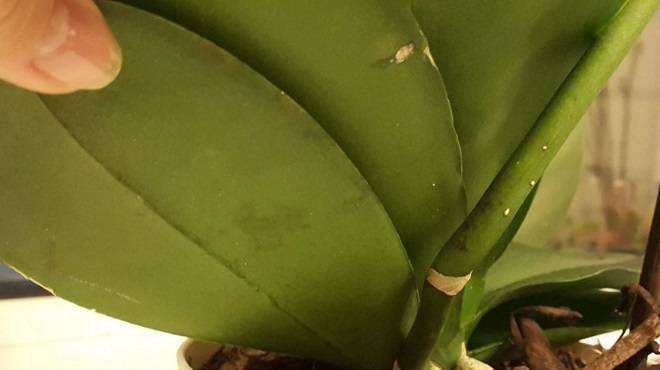 Как избавиться от мошек в орхидеях в домашних условиях