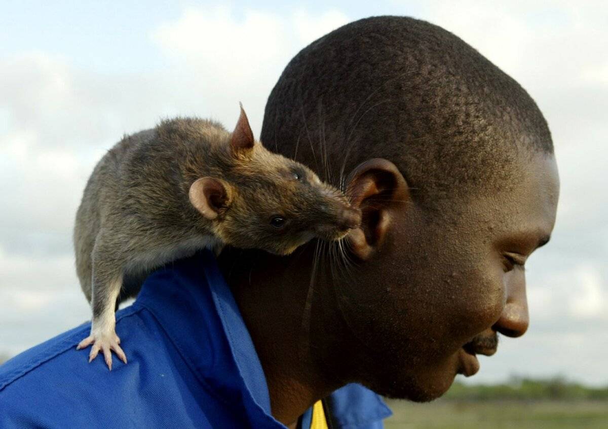 Самая большая крыса в мире, фото гигантских крыс, крупные домашние крысы