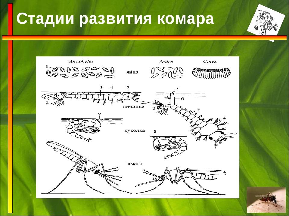 Как размножаются комары: особенности, характерные для летающих кровососов. комар – насекомое-кровопийца когда комары кусают человека