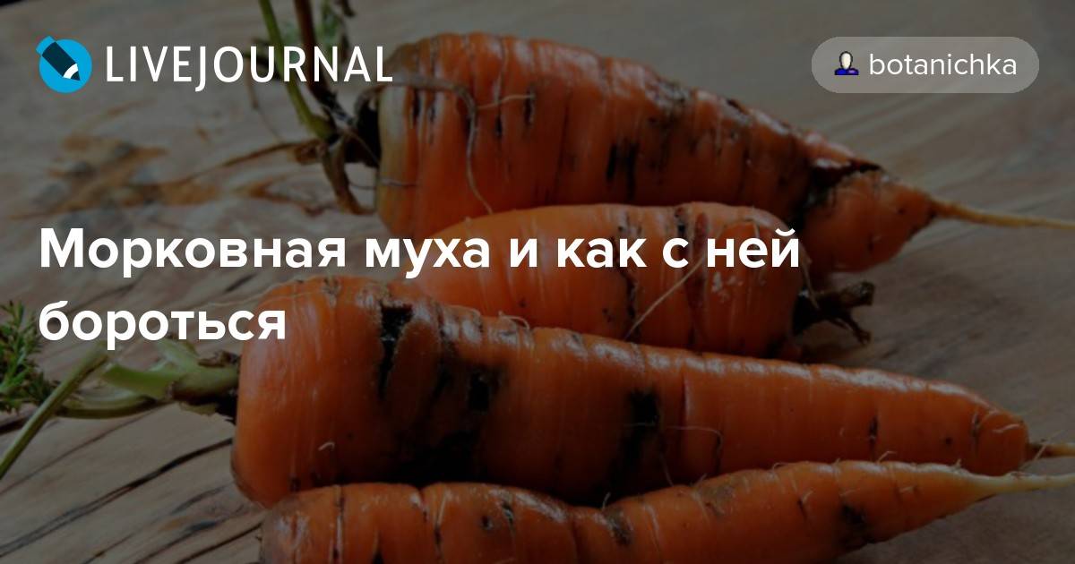 Как уберечь морковь от морковной мухи