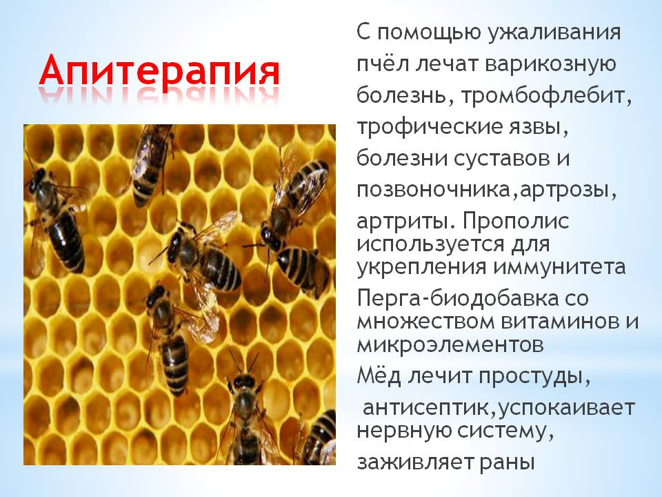 Яд пчелы: полезен или вреден для нас?
