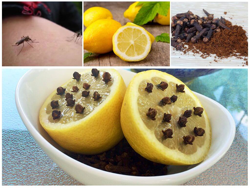 Лимон и гвоздика от комаров и клещей: как сделать, применение, отзывы