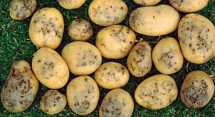 Как бороться с картофельной молью