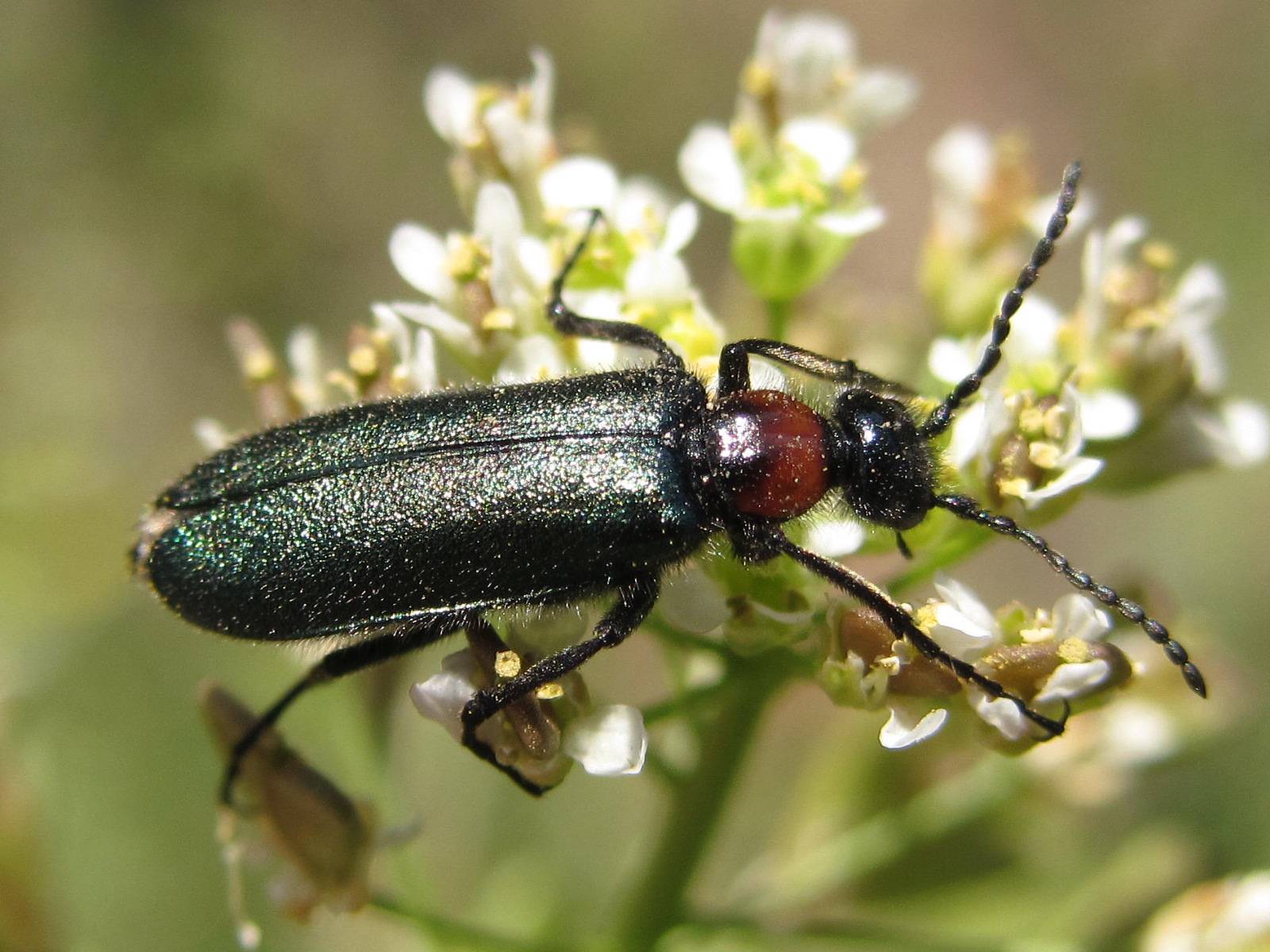 Ясеневая шпанка: описание и образ жизни жука-нарывника