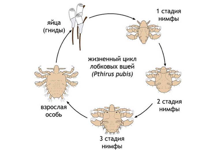 Как размножаются вши на голове у человека: скорость, инкубационный период, а также как быстро развиваются паразиты из личинок?