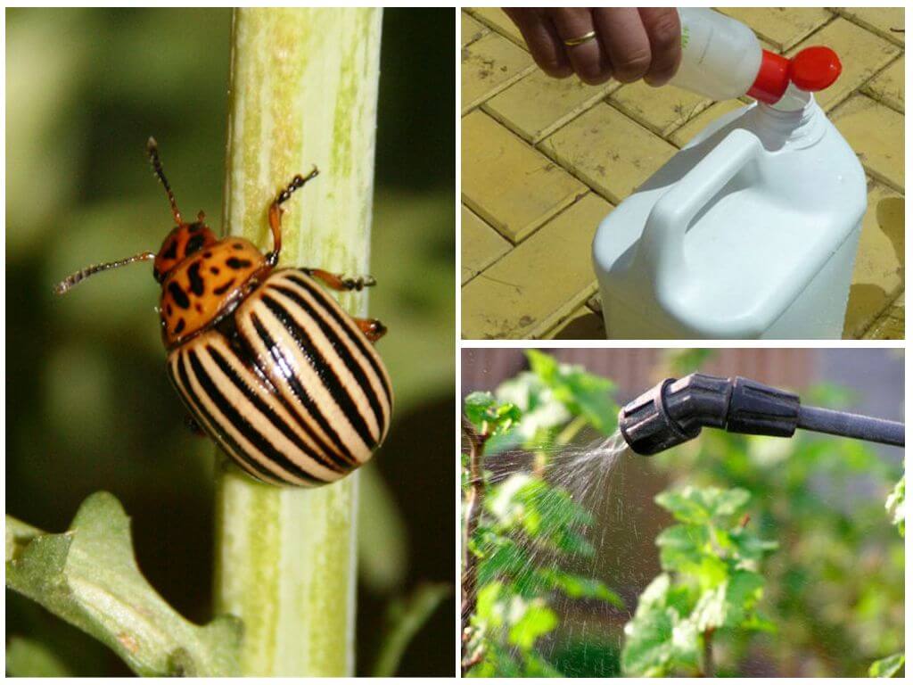 Методы и меры борьбы с личинками майского жука