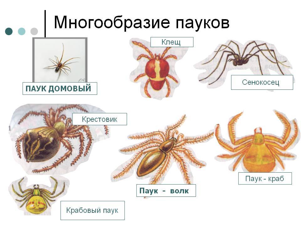 Значение пауков: насекомое это или нет, характеристика класса паукообразных с названиями