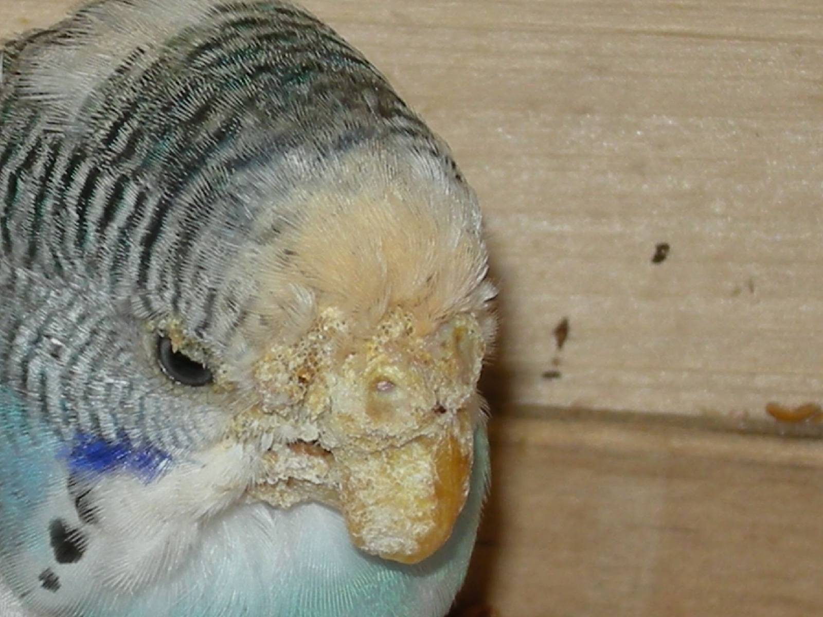 Блохи у волнистых попугаев: пути заражения, лечение