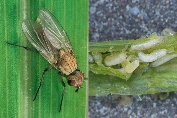 Луковая муха: как от нее избавиться, чем обработать лук после посадки, полив солью, нашатырным спиртом и другие народные средства