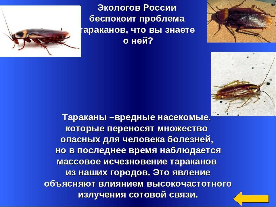 Тараканы – виды, образ жизни, среда обитания и поведение
