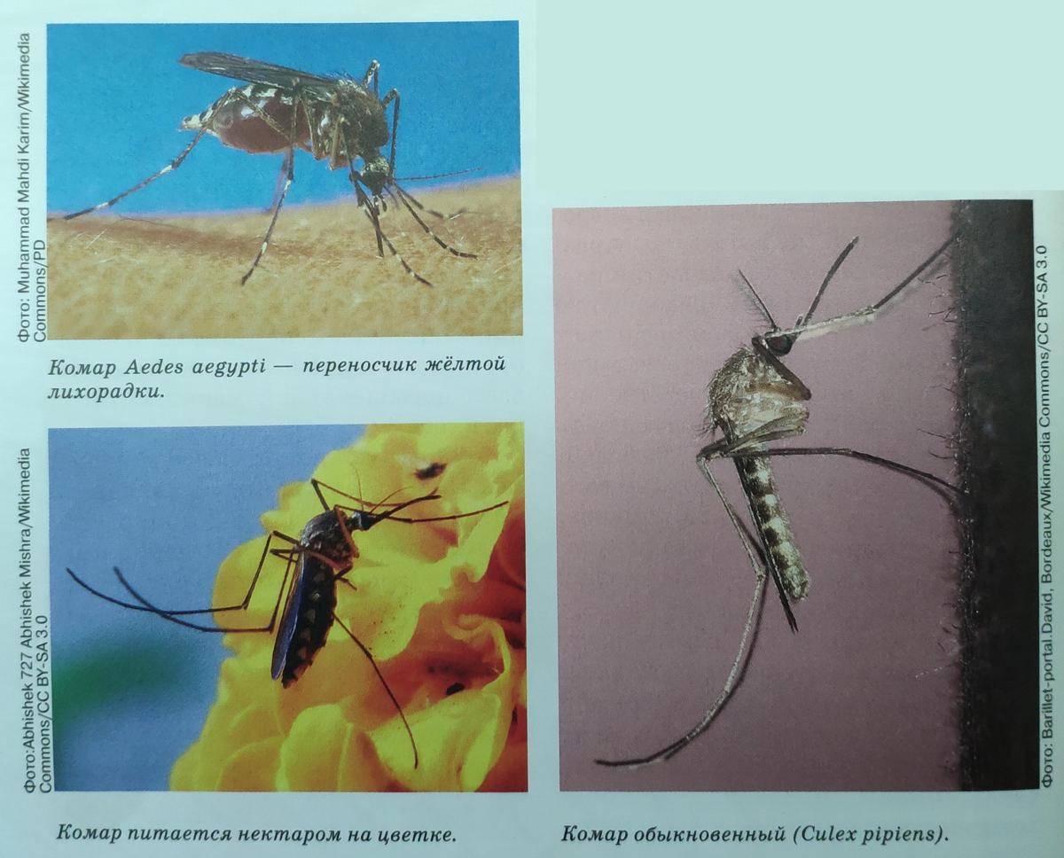 Какую группу крови любят комары