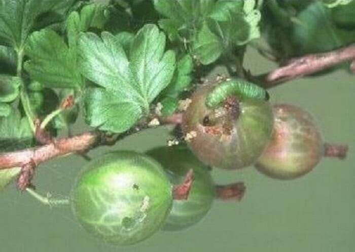 Гусеницы на крыжовнике объели листья, как бороться с вредителями
