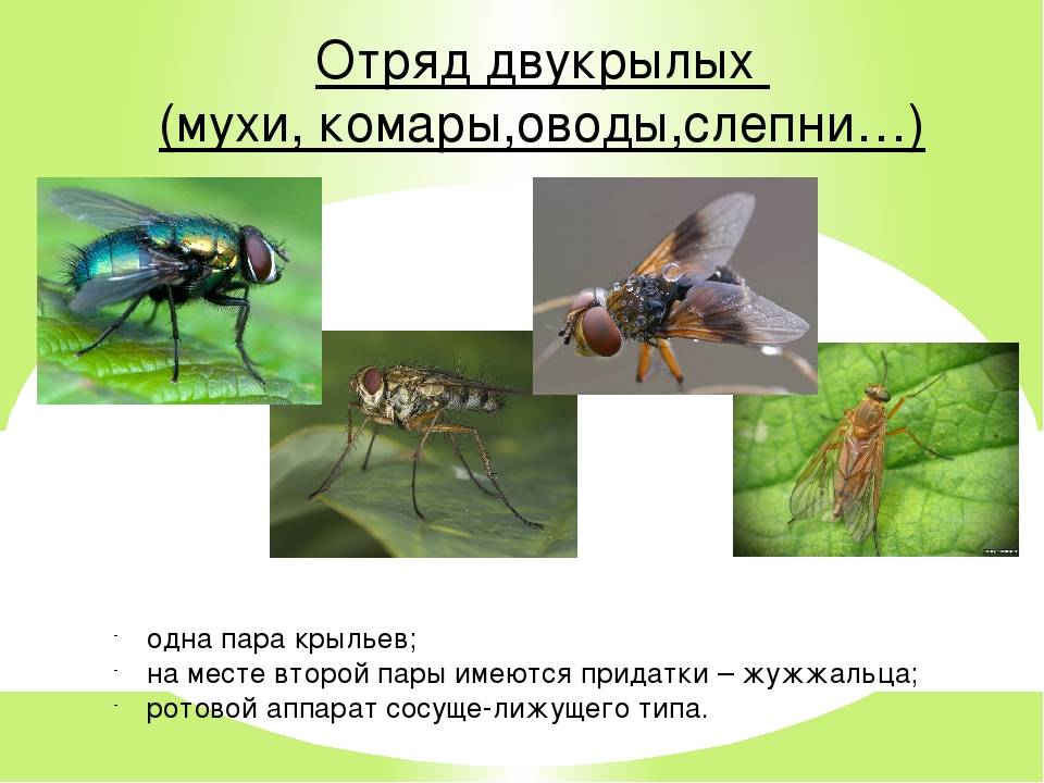 Синяя муха: фото и описание