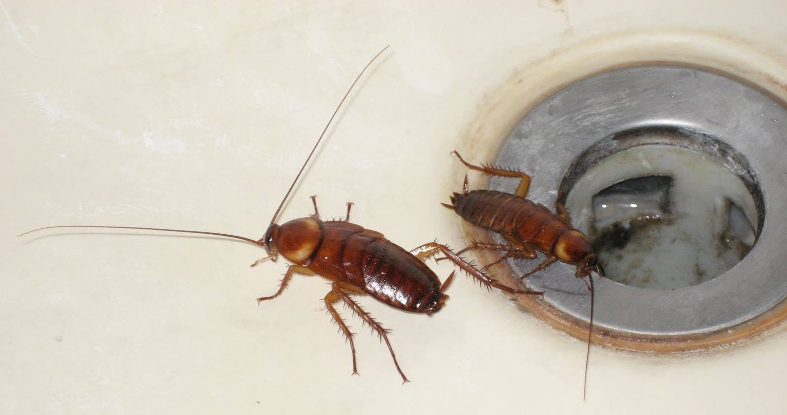 Виды тараканов: фото и описание насекомых