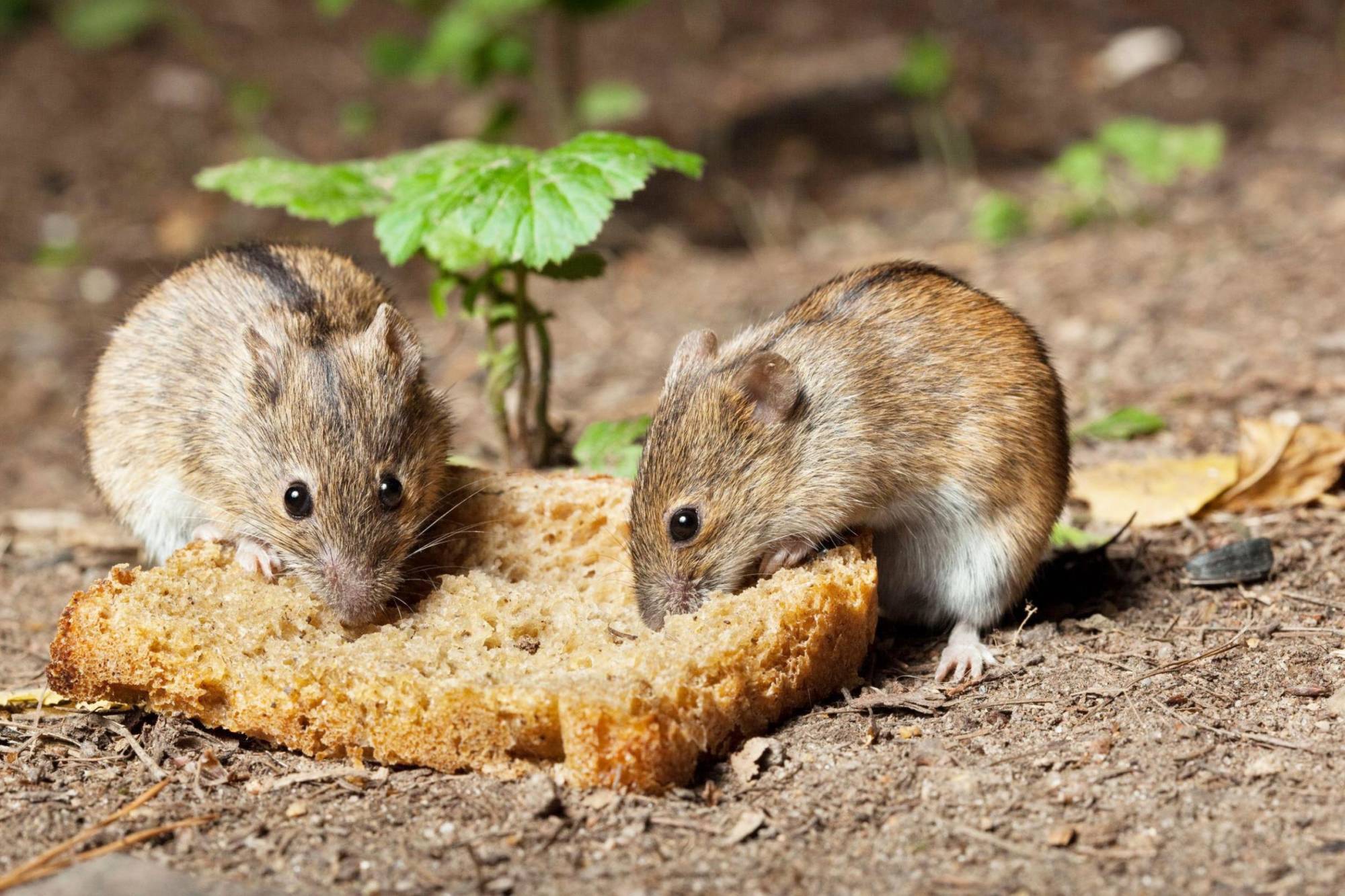 Может ли крыса съесть мышь? кто ест мышей?