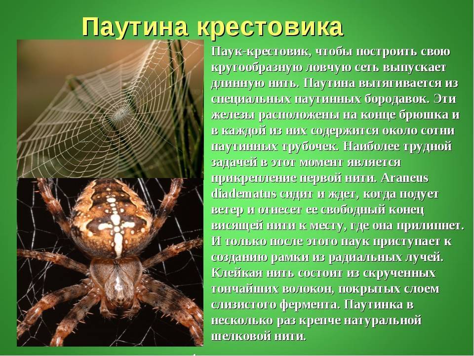 Паук крестовик. образ жизни и среда обитания паука крестовика