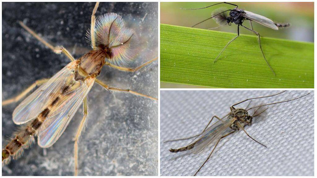 Интересные факты о комарах, виды, образ жизни, питание, размножение – удивительные факты