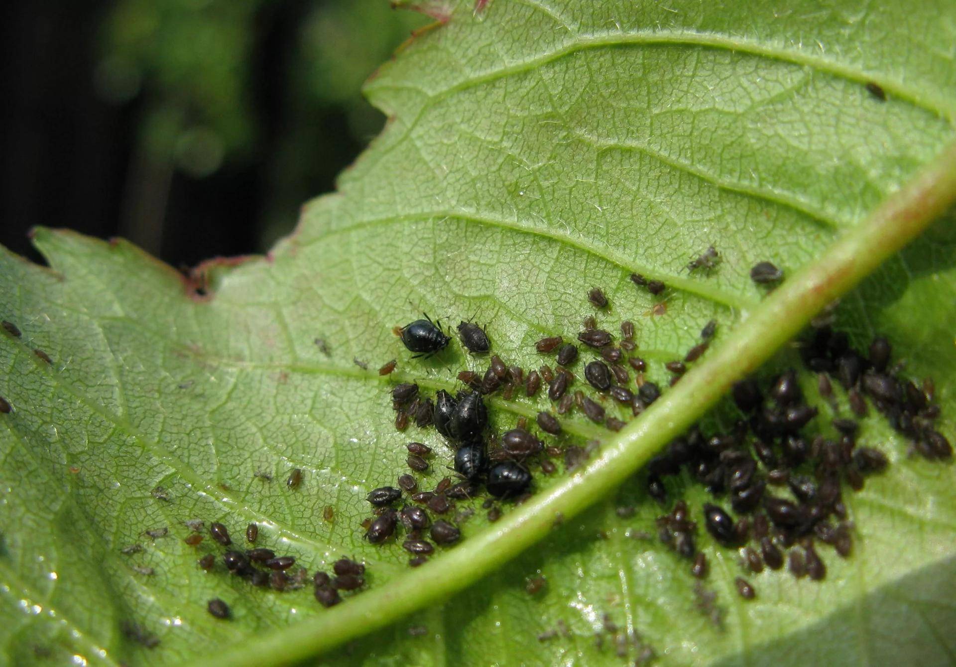 Как избавиться от тли на смородине:  чем обработать, как бороться с муравьями в саду