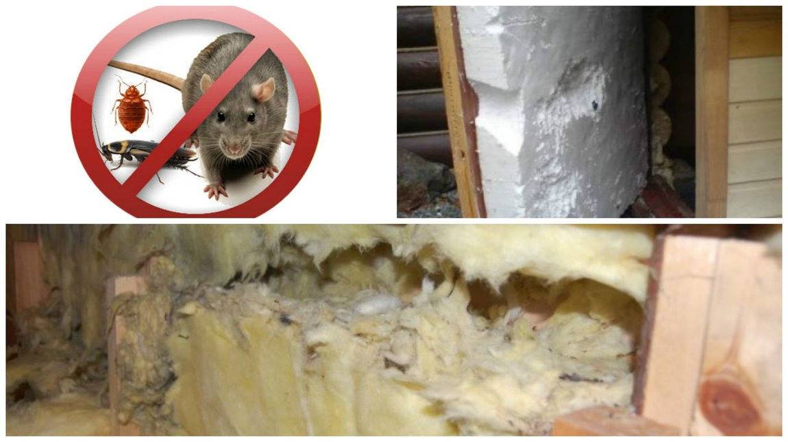 Какой утеплитель не грызут мыши и крысы, как защитить пенопласт от грызунов