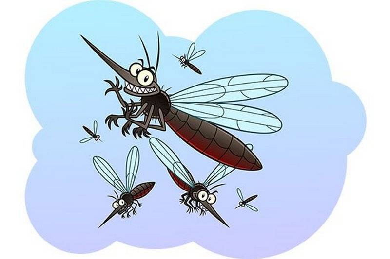 Писк комара – это звук взмаха крыльев, а самцы никогда не кусают людей