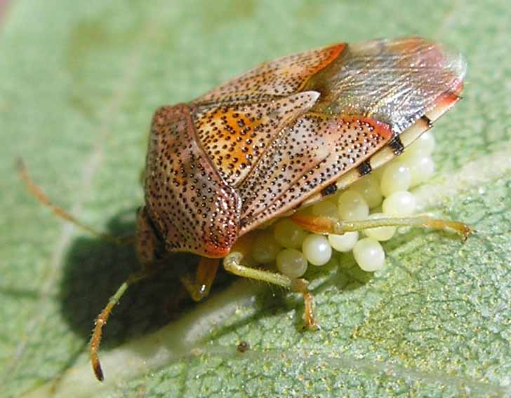 Клопы щитники: описание насекомого, виды, среда обитания и как от них избавиться