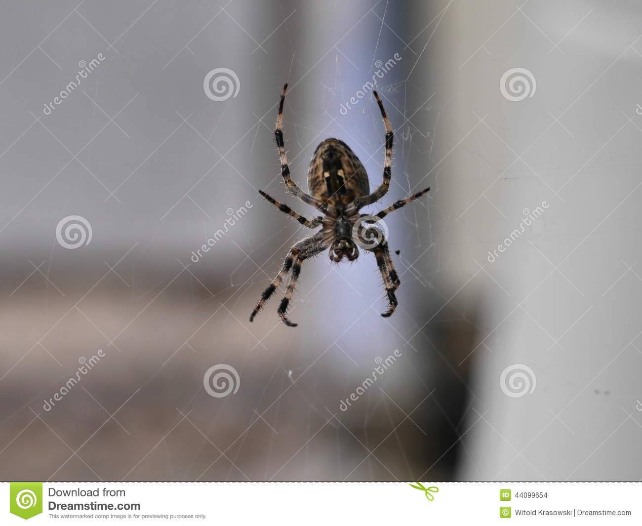 Опасен ли для человека укус паука-крестовика обыкновенного