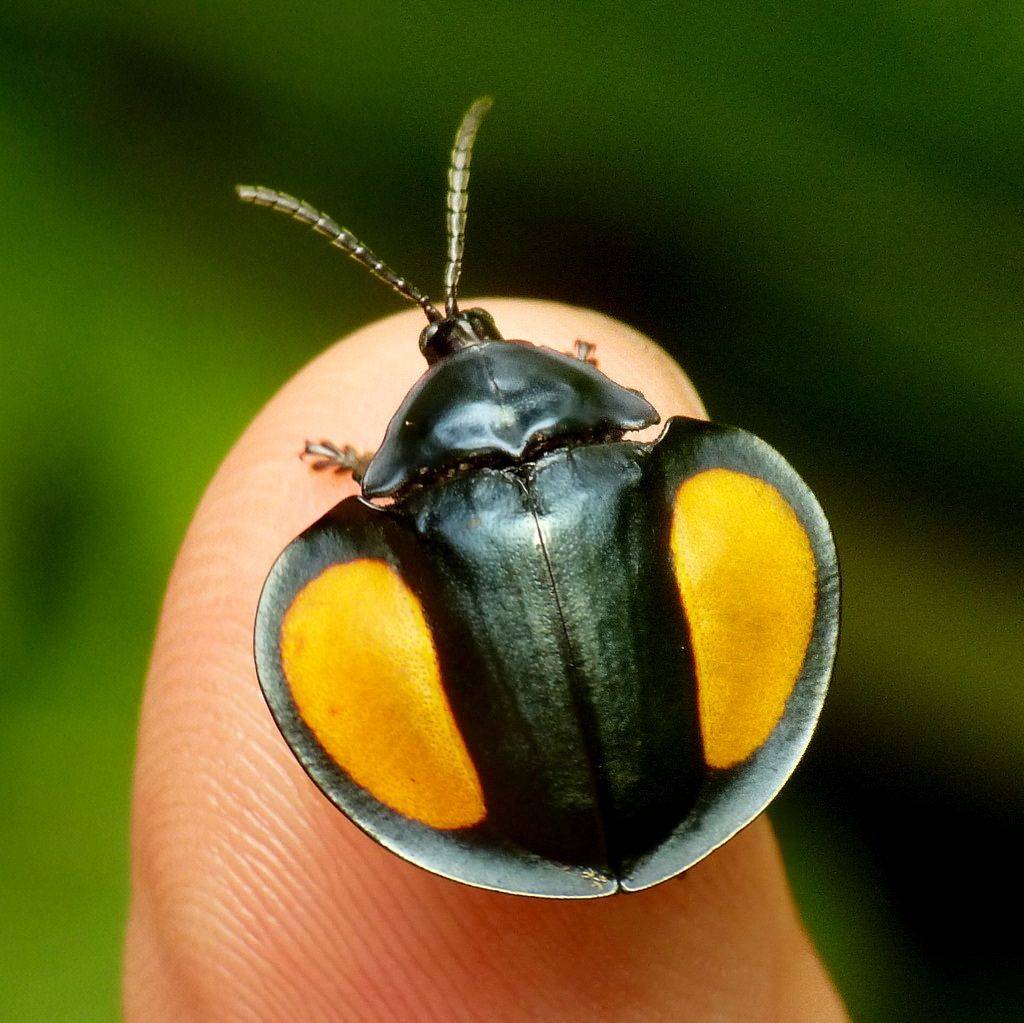 Красивый жук — 12 миловидных представителей жесткокрылых