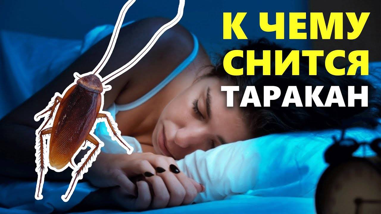 К чему снятся тараканы: сонник